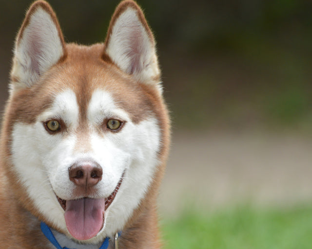 <h1><span style="text-decoration:underline">Did Someone say Treats??</span></h1>